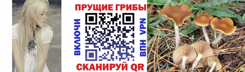 где можно купить   Малая Вишера  Псилоцибиновые грибы Psilocybine cubensis 